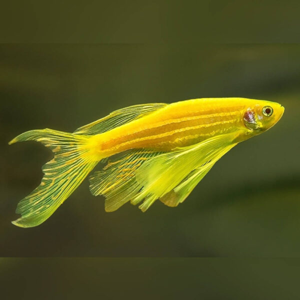 zebra-danio-gold-longfin