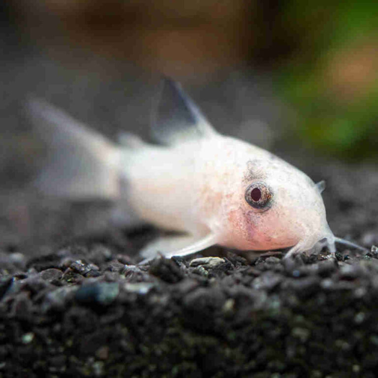 Albino Panda Corydora