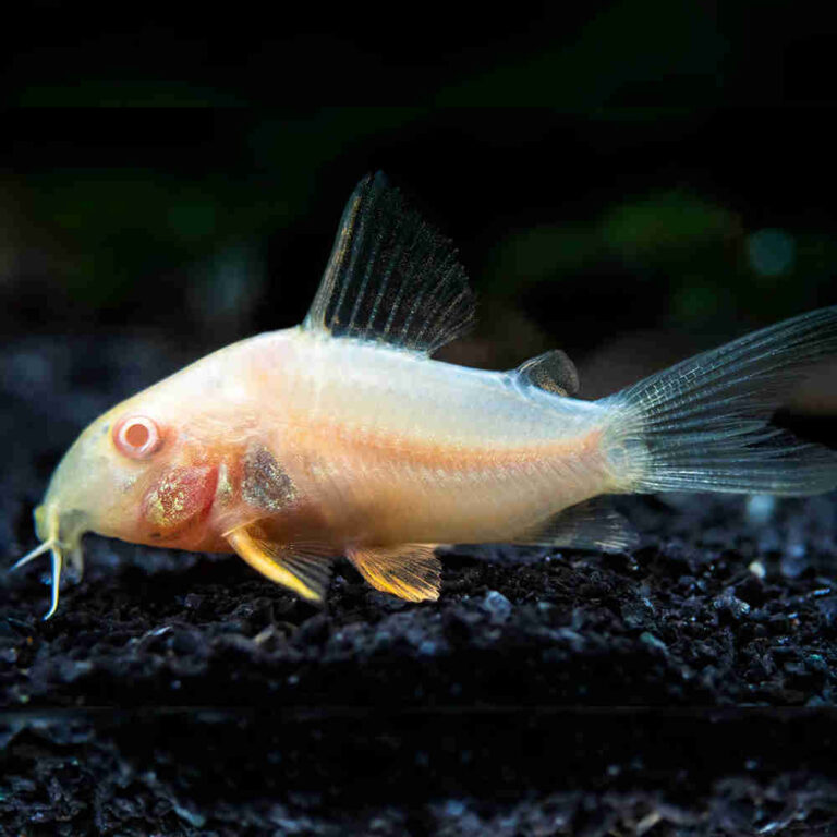 Albino Sterbai Corydora