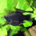 Black-Balloon-Molly