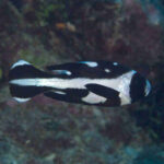 Black-and-White-Snapper-Juvenile