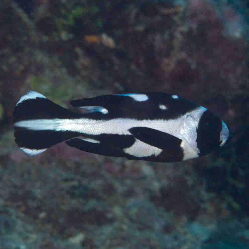 Black and White Snapper - Roxy Aquarium
