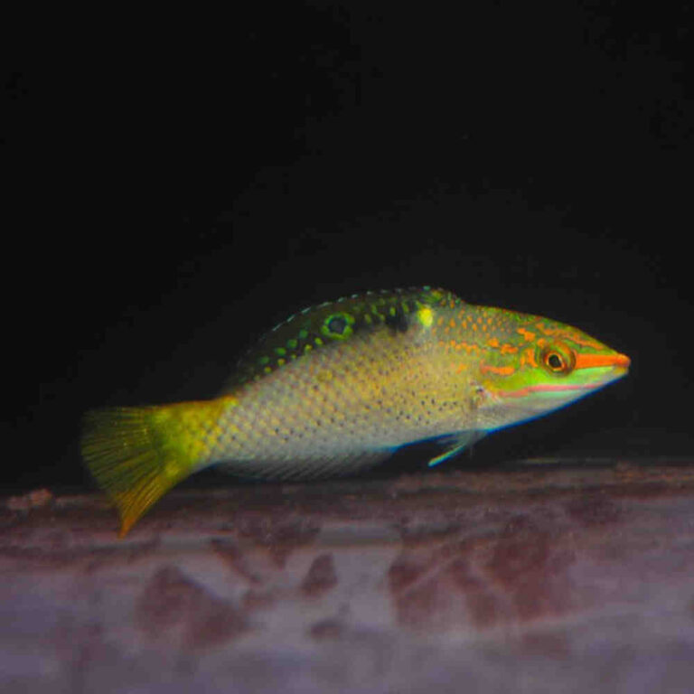 Checkerboard-Wrasse