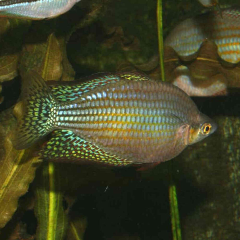 Checkered-Rainbowfish