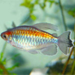 Congo-Tetra-Male