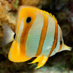 Copperband-Butterflyfish