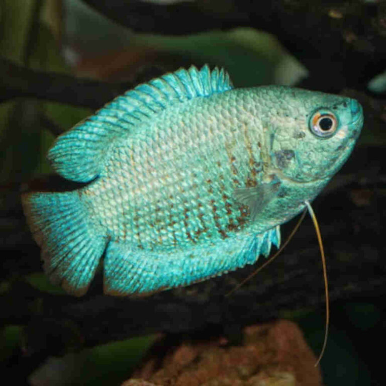 Dwarf-Blue-Coral-Gourami