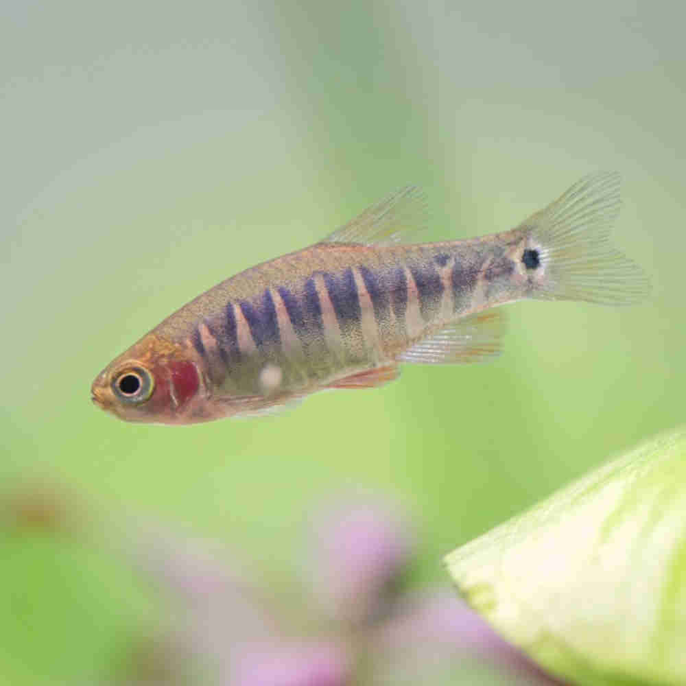 Emerald Dwarf Rasbora Dwarf Emerald Rasbora