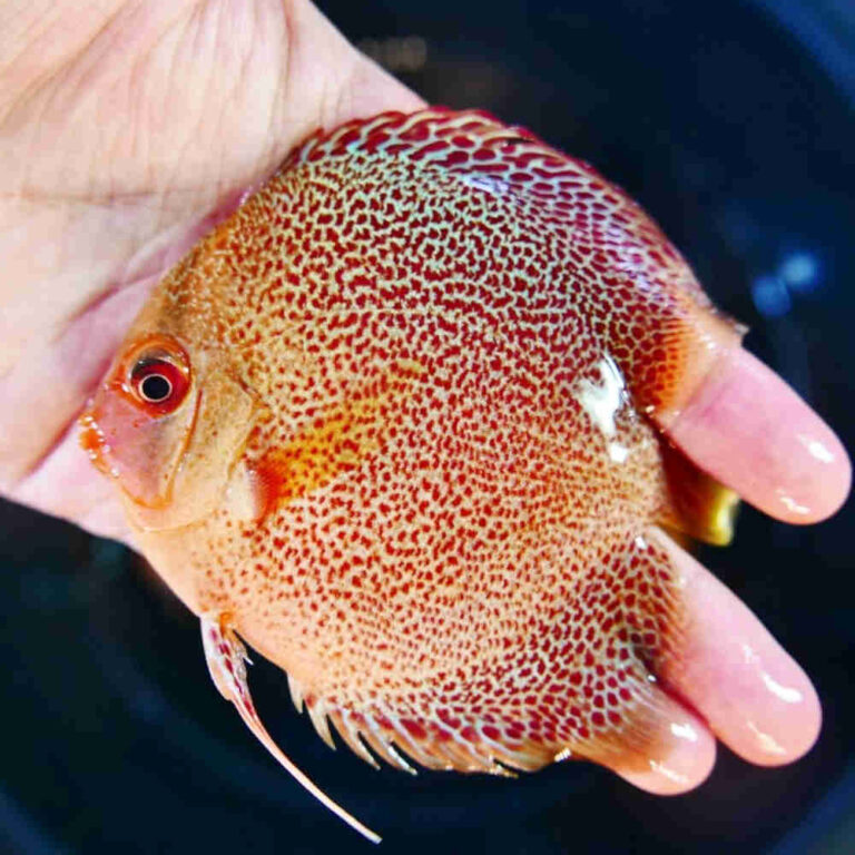 Eruption Snakeskin Discus