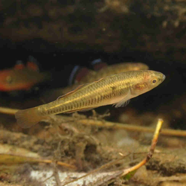 Firetail-Gudgeon