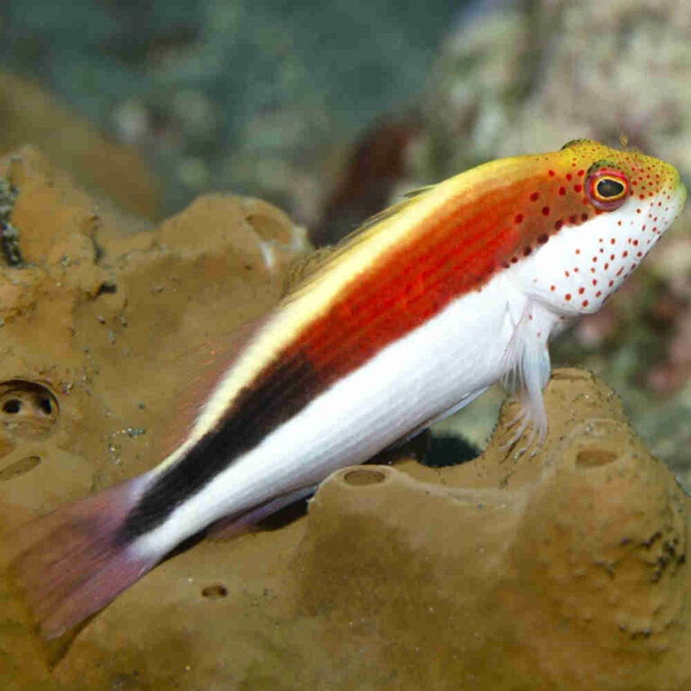 Freckled-Hawkfish