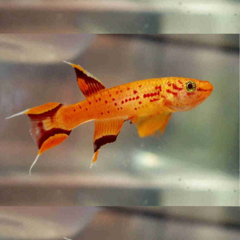 Gold-Lyretail-Aphyosemion-Australe