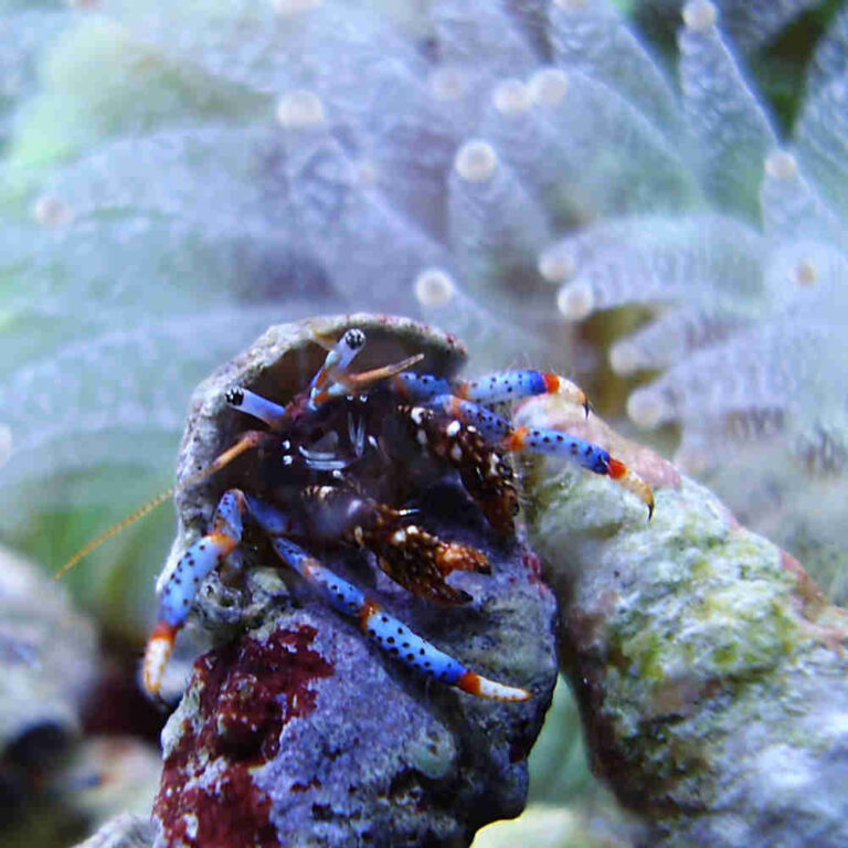 Janitor-Hermit-Crab