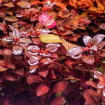 Ludwigia-Natans