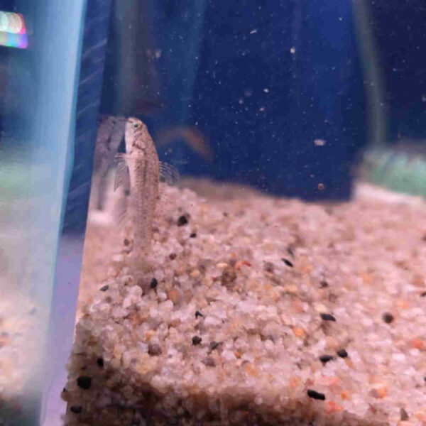 Mangrove Goby