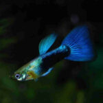Neon-Blue-Guppy