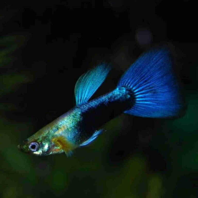 Neon-Blue-Guppy