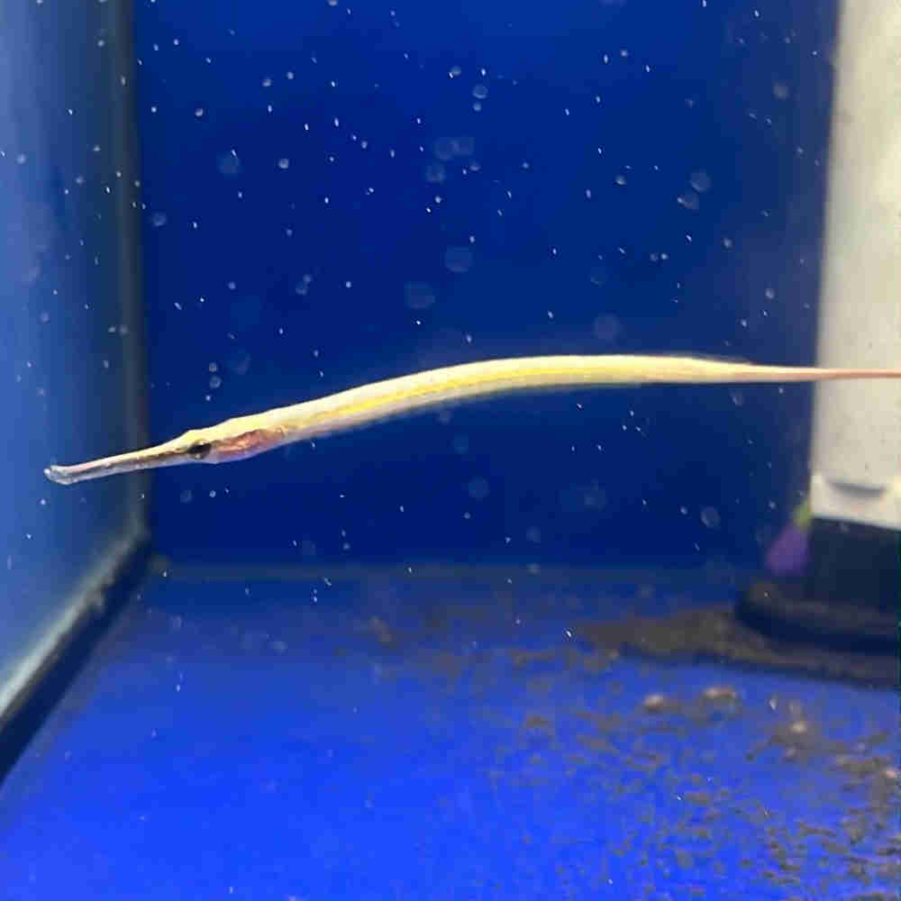 Short Snout Pipefish Available - Roxy Aquarium