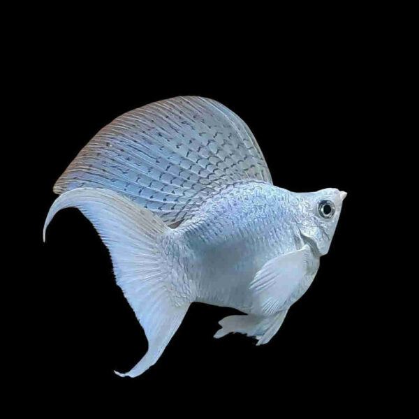 Platinum Dove Hifin Lyretail Molly