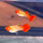 Red-Koi-Guppy