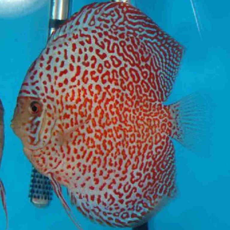 Ring Leopard Discus