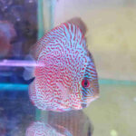 Sakura Snakeskin Leopard Discus