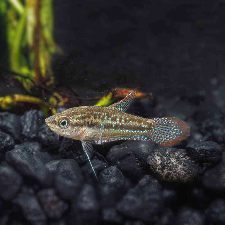 Sparkling-Gourami