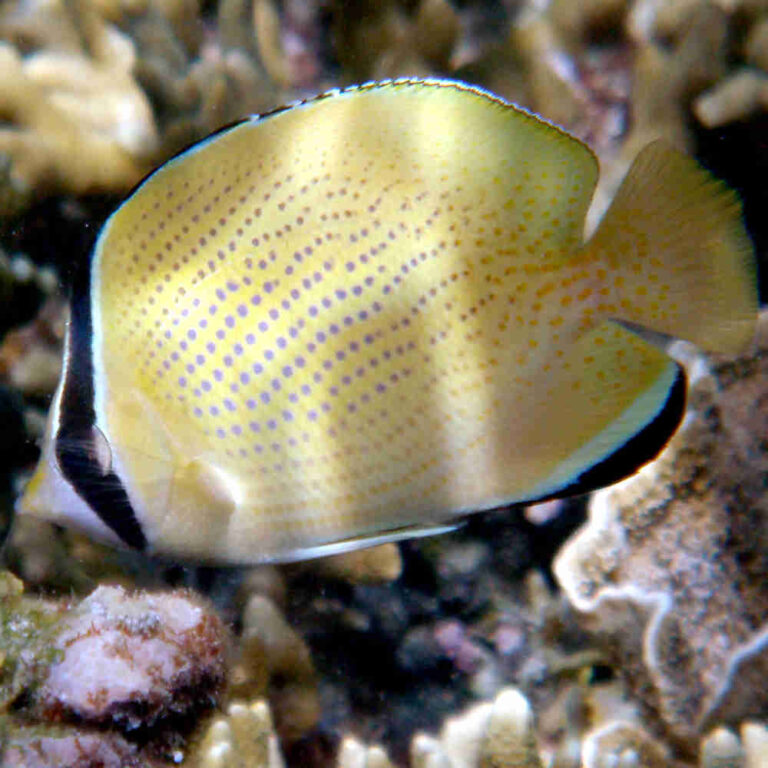 Speckled-Butterflyfish