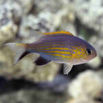 Vanderbilts-Chromis