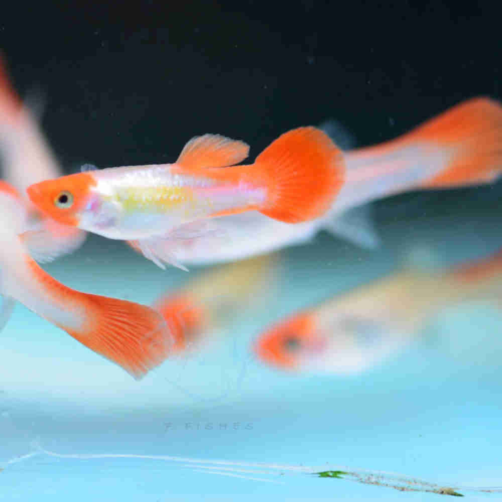 How to Select High-Quality Guppy Pairs: Expert Tips for Success