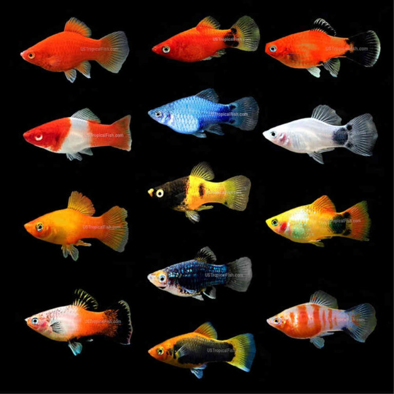 assorted-platy