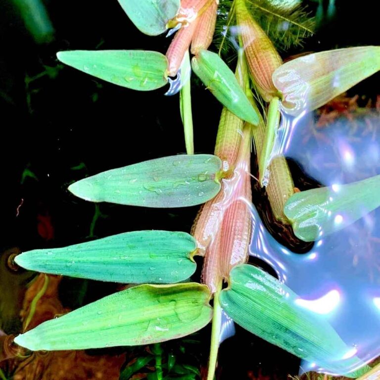 Hygroryza Aristata