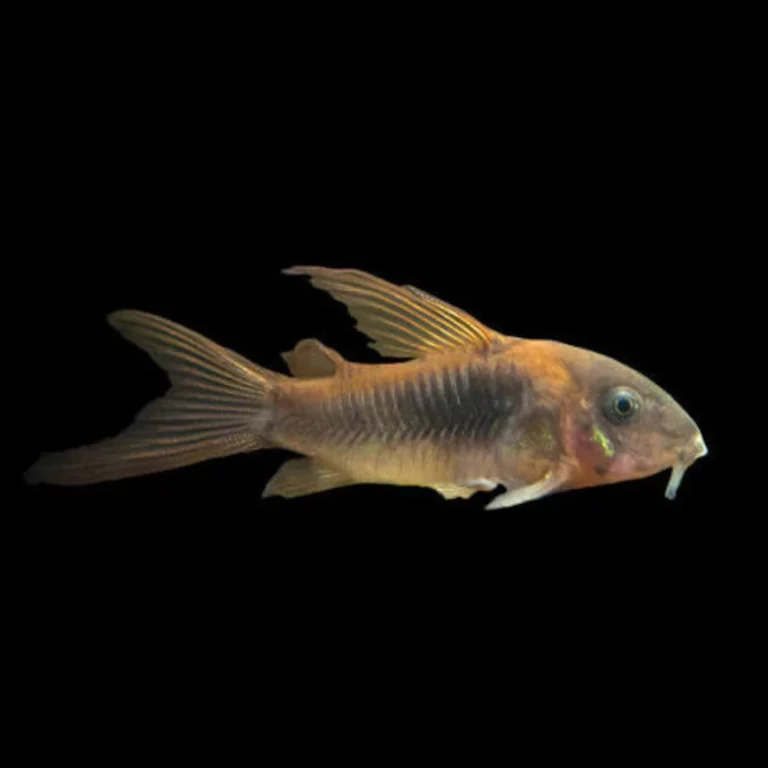 Small orange-brown freshwater fish with elongated dorsal and tail fins against a black background, swimming to the right.