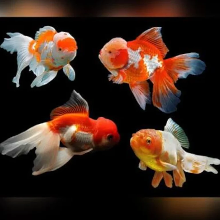 Four colorful goldfish swimming in a dark tank, with orange, white, and red patterns against a black background.