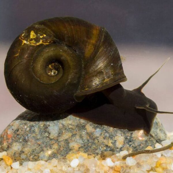 Brown Ramshorn Snail