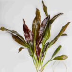 Echinodorus-Fancy-Twist-Emersed