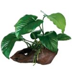 Driftwood Anubias - Barteri Large