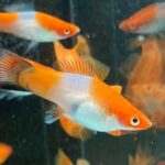 Kohaku Koi Swordtail Wagtail