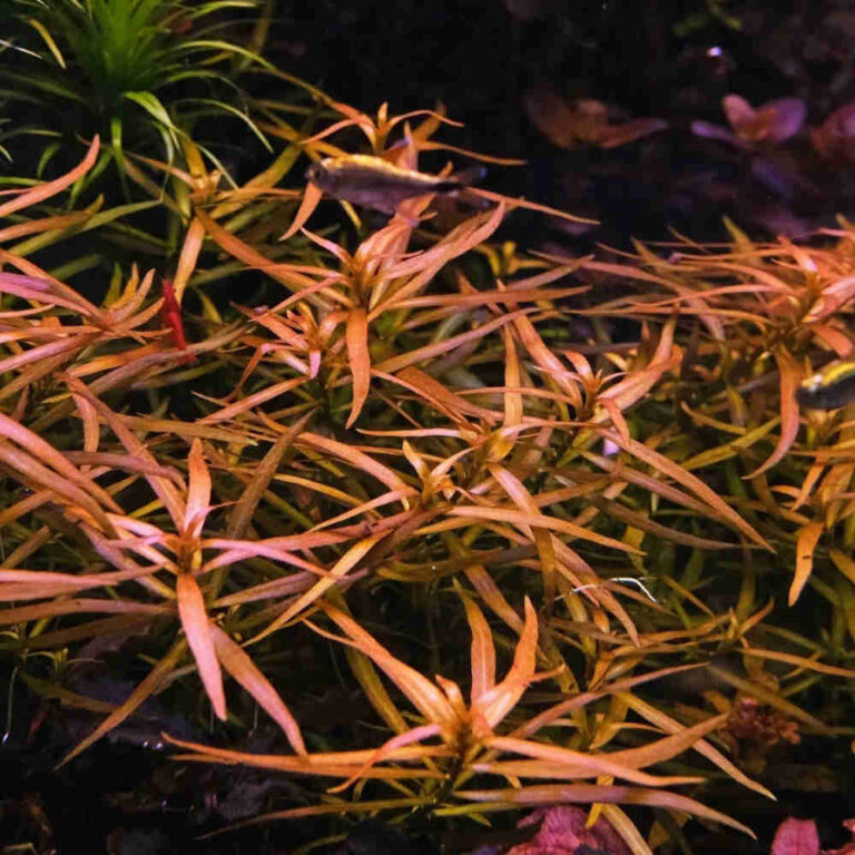 Ludwigia-Brevipes