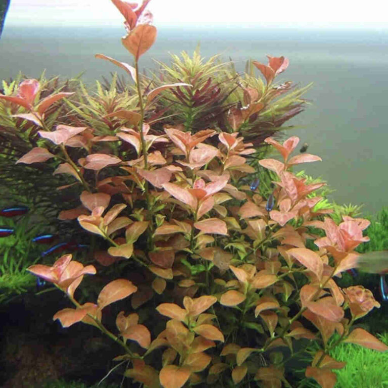 Ludwigia Ovalis