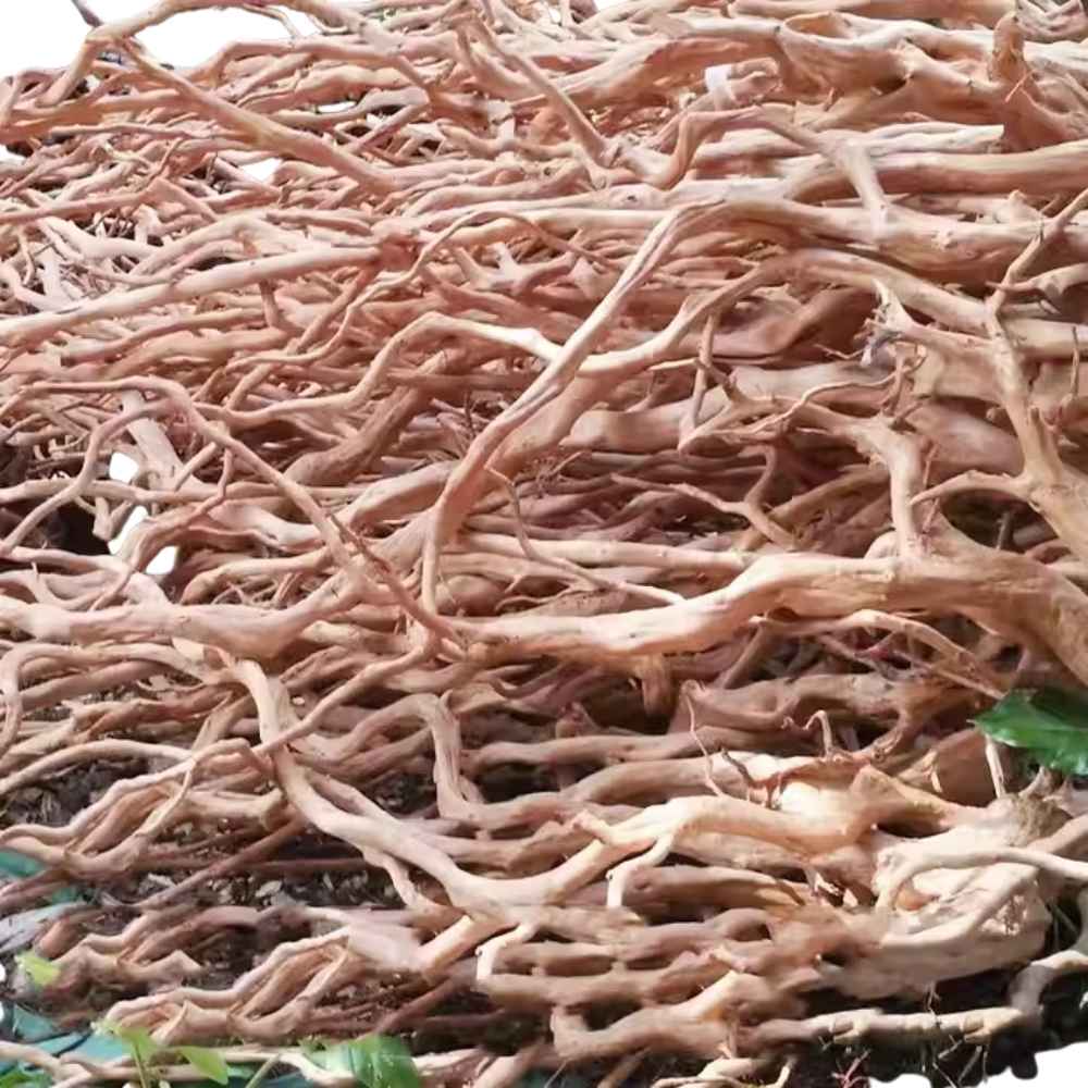 long aquarium wood Goldvine Driftwood Branches - Image 1