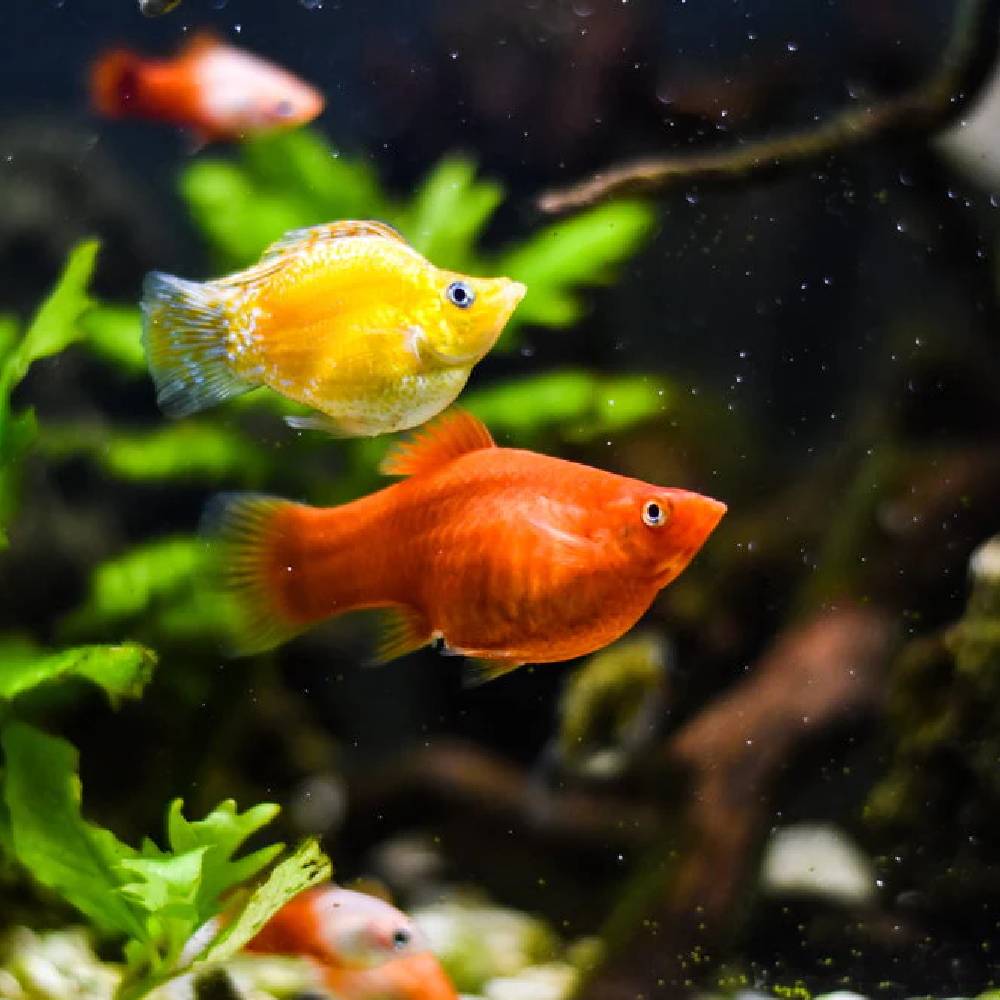 Fancy Balloon Molly Roxy Aquarium