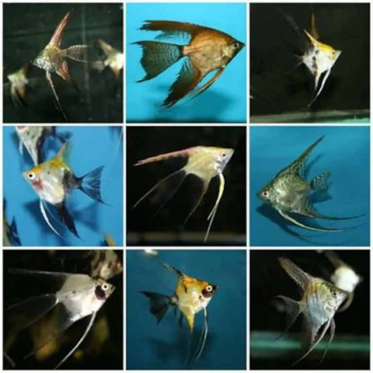 Nine angelfish with long flowing fins swimming in a 3x3 collage in an aquarium grid, showing varied colors and backgrounds, motion evident in each frame.