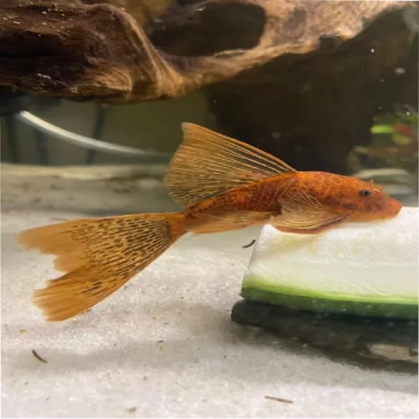 Longfin Super Red Bristlenose