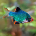 Moss Green Balloon Tiger Barb