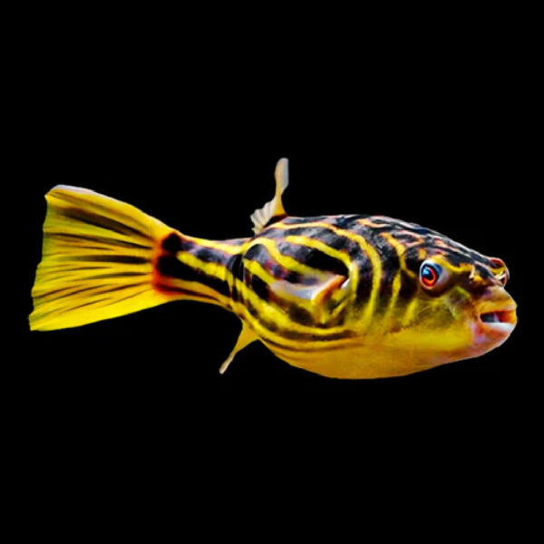 'Rare' Fahaka Puffer - Freshwater Puffer Fish