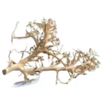Coral Tree Wood