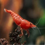 Fire Red Cherry Shrimp