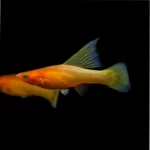 Sunrise HiFin Platy