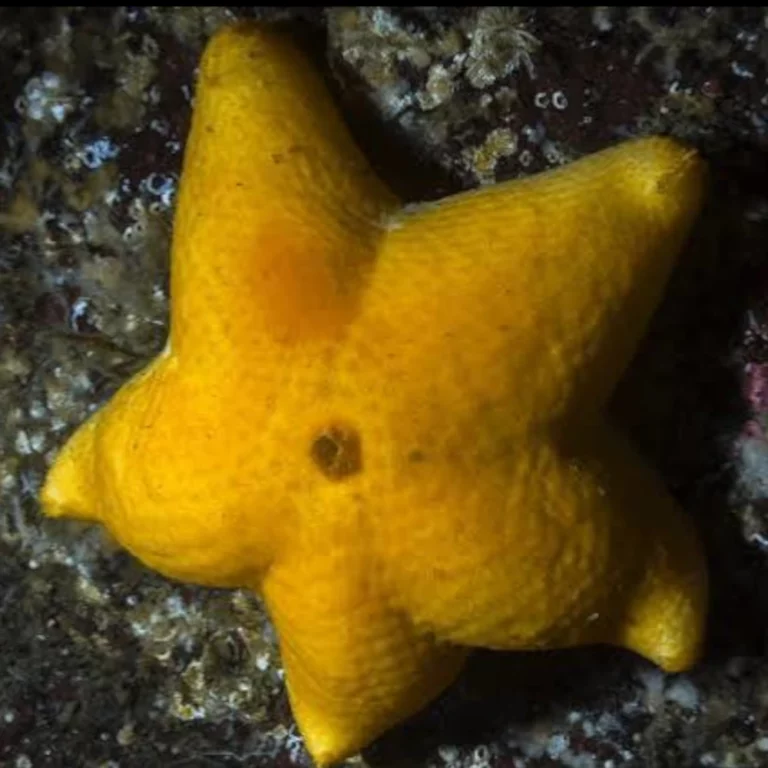Bright yellow starfish resting on a dark, rocky surface.
